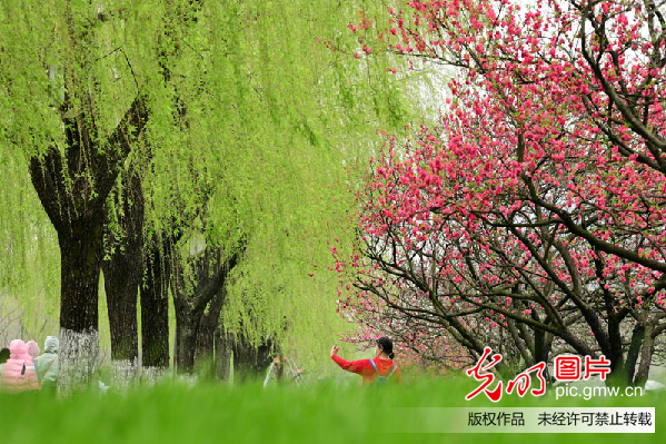 【網(wǎng)絡(luò)中國節(jié)·清明】插柳、戴柳……清明這些習(xí)俗與柳有關(guān)